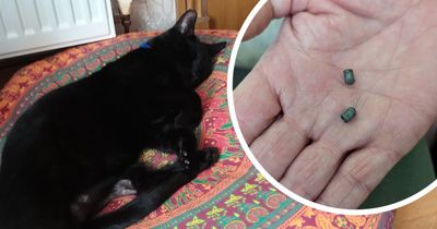 Pet cat has two bullets removed after being shot with air gun