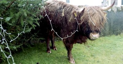 Highland cow repeatedly tears lights off pub's Christmas tree