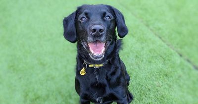 Dogs Trust appeal for new home for 10-year-old Oddie