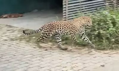 Watch: Leopard leaps onto van and rips off window deflector