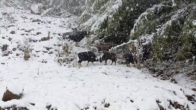 Mayudia witnesses heavy snowfall, traffic comes to a halt on Arunachal Pradesh highway