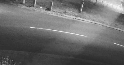 Man 'beats dog tied to fence' in shocking footage sent to animal welfare charity