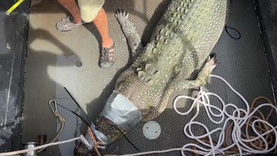 NT Parks and Wildlife remove 273 crocs from waters this year including from backyard pool, caravan park