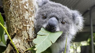 Koalas could be extinct within 30 years. Could the Blue Mountains hold the key to their survival?