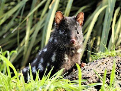 Endangered quolls given 'second chance'