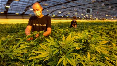 French court overturns government ban on sale of CBD flowers