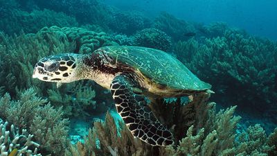 ASU Study: Over 1.1 Million Sea Turtles Poached In Past 3 Decades