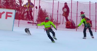 Ski race halted as dog breaks free from owner and evades marshals to sprint down slope
