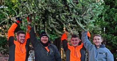 Liverpool Christmas tree collections will raise cash for vital charity
