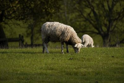 Almost 30 sheep killed in one of ‘worst’ livestock attacks seen by Kent police