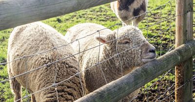 Almost 30 pregnant sheep killed in one of 'worst' livestock attacks police force has ever seen