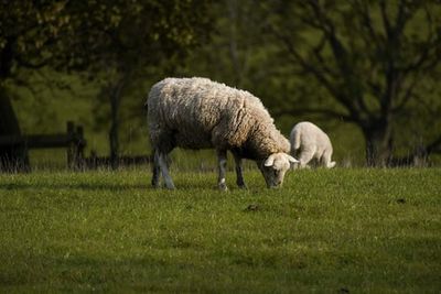 Nearly 30 sheep die in suspected dog attack that is ‘among worst’ Kent Police have seen