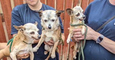 Three Chihuahuas finally rehomed after being abandoned in box in car park