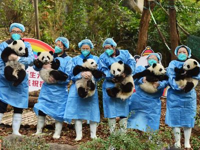 Pictures of the week: Freezing storms hit the US, festive traditions and a line of baby panda cubs