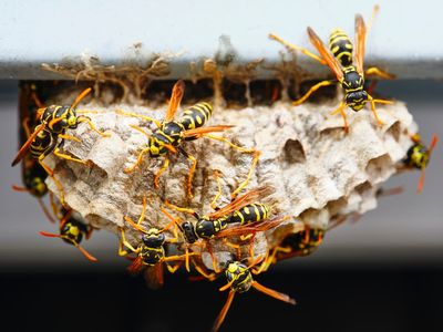 Eighty-five new types of wasp among more than 351 species identified in 2022