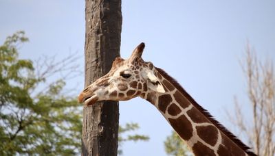 Lincoln Park Zoo’s 24-year-old giraffe Etana dies