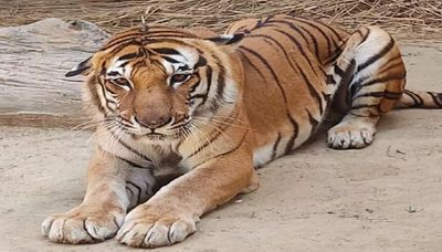 Tiger Kishan Suffering From Cancer Dies In Lucknow Zoo