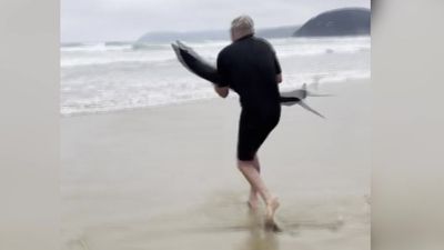 Surfer carries a shark back out to sea at a beach on Victoria's Great Ocean Road
