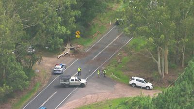 Two people killed after falling tree lands on car at Glasshouse Mountains