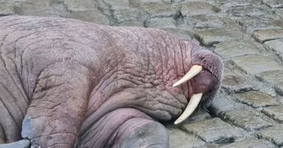 Crowds gather as walrus washes up on shore in seaside town