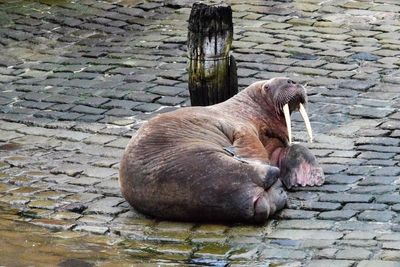 Thor’s day: Wandering walrus delights locals after appearing in seaside town