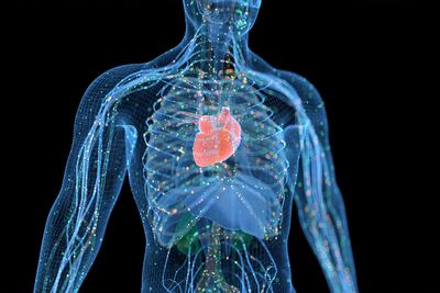What does "heart rate variability" mean?
