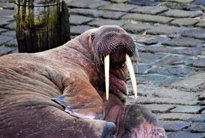 Seaside town delighted as wandering walrus arrives for New Year visit