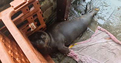 Seal that slid into local pub and a trapped fox among RSPCA's 'top rescues' of 2022