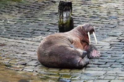 Walrus delights locals by appearing in Scarborough harbour