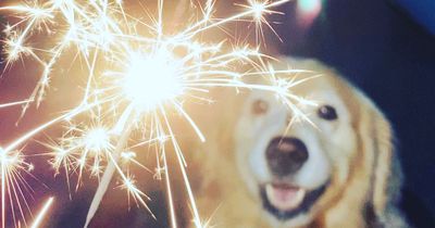 Expert explains how to keep your dog calm during New Year's Eve fireworks