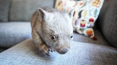 Wombat Rescue safety campaign warns drivers to slow down as wildlife road deaths increase