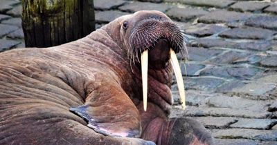 'Thor' the walrus spotted on UK harbour forcing council to axe New Year fireworks