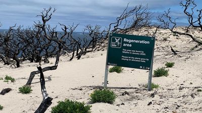 Citizen science project hopes to boost tourism on Kangaroo Island while tracking bushfire recovery