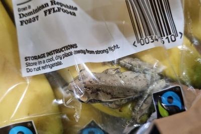 Frog that travelled 4,000 miles on bananas among strangest RSPCA rescues of 2022