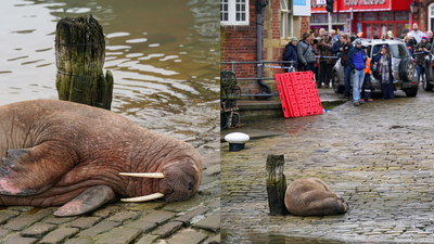A Relaxing Walrus Casually Ruined A UK Town’s NYE Celebrations I’m Taking This Energy Into 2023