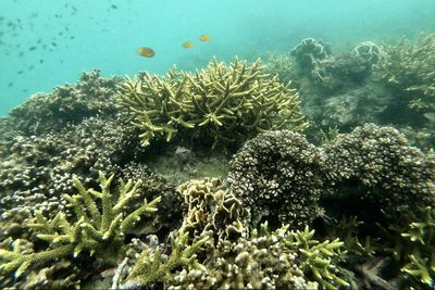 Coral reefs face new health threat