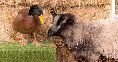 Sheep and duck become unlikely best friends after they're rejected by their parents