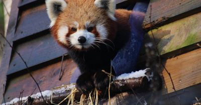 Five Sisters Zoo in West Lothian is open for free on New Year's Day