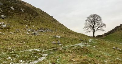I took a winter walk to Northumberland's Sycamore Gap on frozen paths