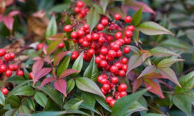 Winter colour: evergreens can also come in uplifting reds