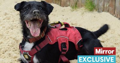 Dog who 'always melts hearts' with his smile hopes to find a loving family