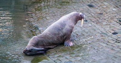 Thor the celebrity walrus swims off to Arctic after enjoying New Year break in UK