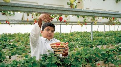 Saudi Arabia Announces $1 Bn Plan to Increase Agricultural Production in Greenhouses