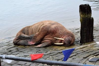 Scarborough’s New Year’s Eve fireworks cancelled to protect walrus resting in harbour