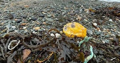 Mystery as 'floating gold' leaves dog 'bright orange' on beach walk