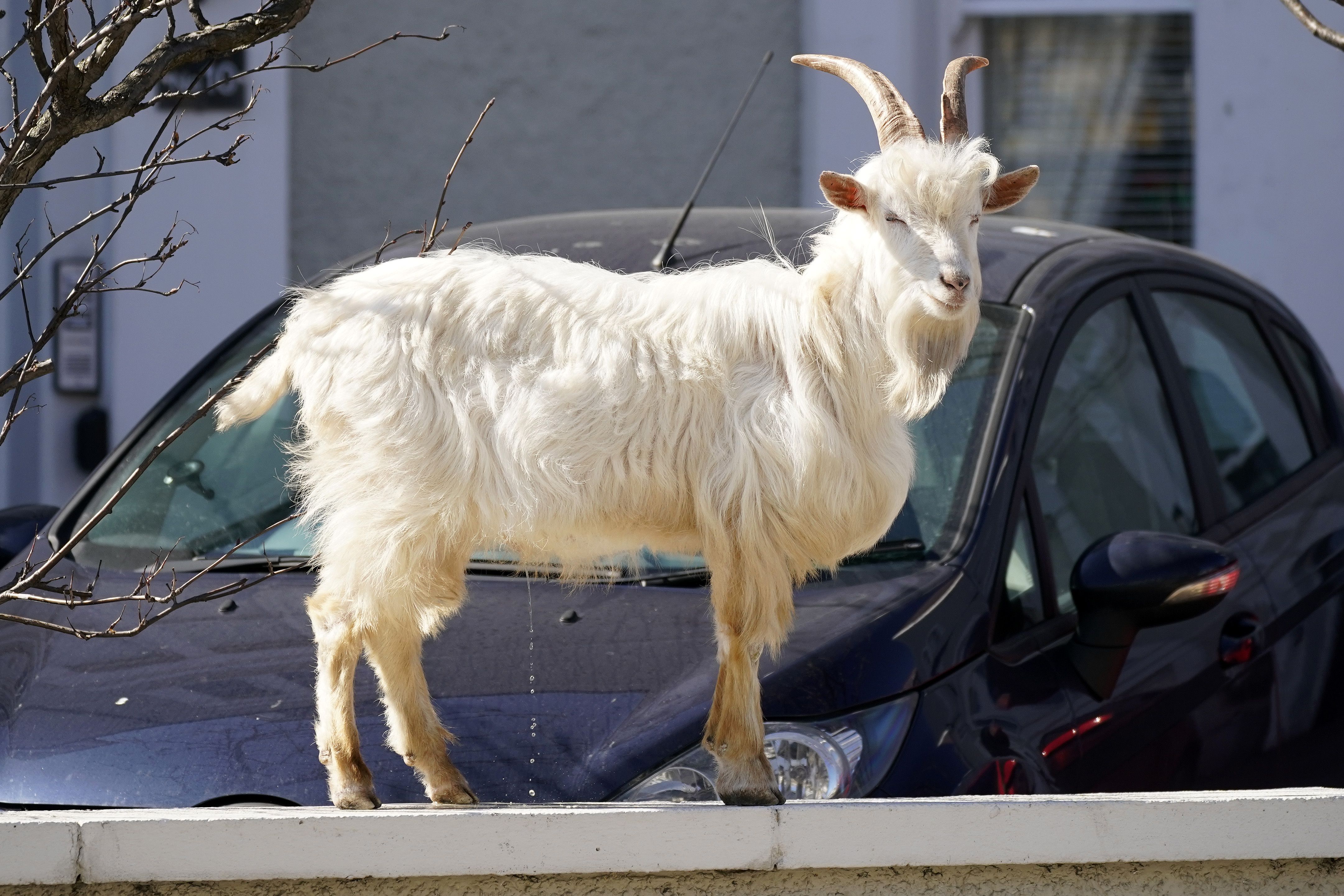 An inflection point for GOATs Please quiet quit these…