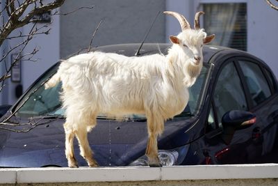 An inflection point for GOATs: Please quiet quit these 'banished words' moving forward