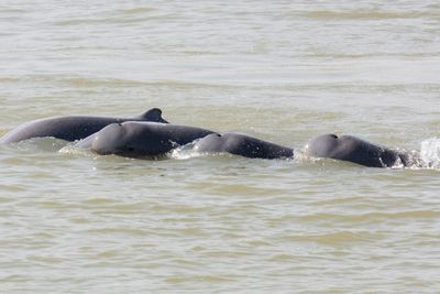 Cambodian leader orders Mekong safe zones to save rare dolphins