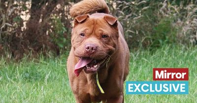 Sweet rescue dog with shy personality desperate to find a new best friend