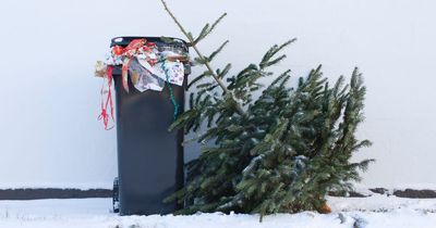 When to take your Christmas tree down and where to recycle it in Glasgow
